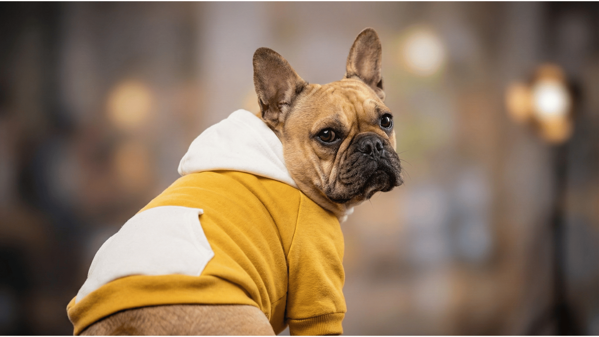 Bulldog Frances
